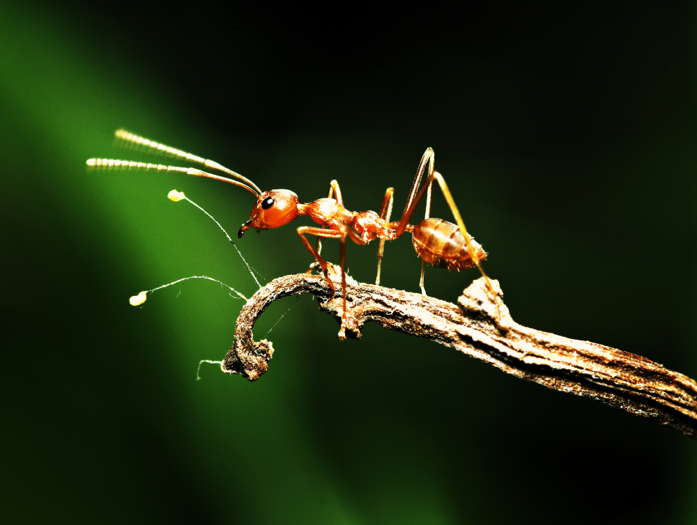 Image de l'actualité Les fourmis au jardin, des auxiliaires parfois envahissantes