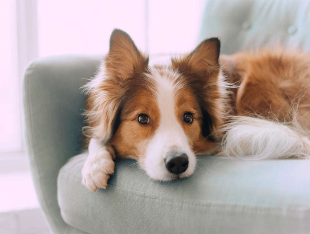 Image de l'actualité Comment nettoyer les poils d’animaux ? Nos astuces 100 % efficaces !