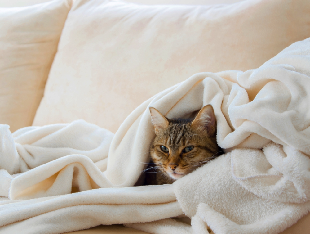 les astuces d’une femme de ménage à Lyon pour entretenir un plaid