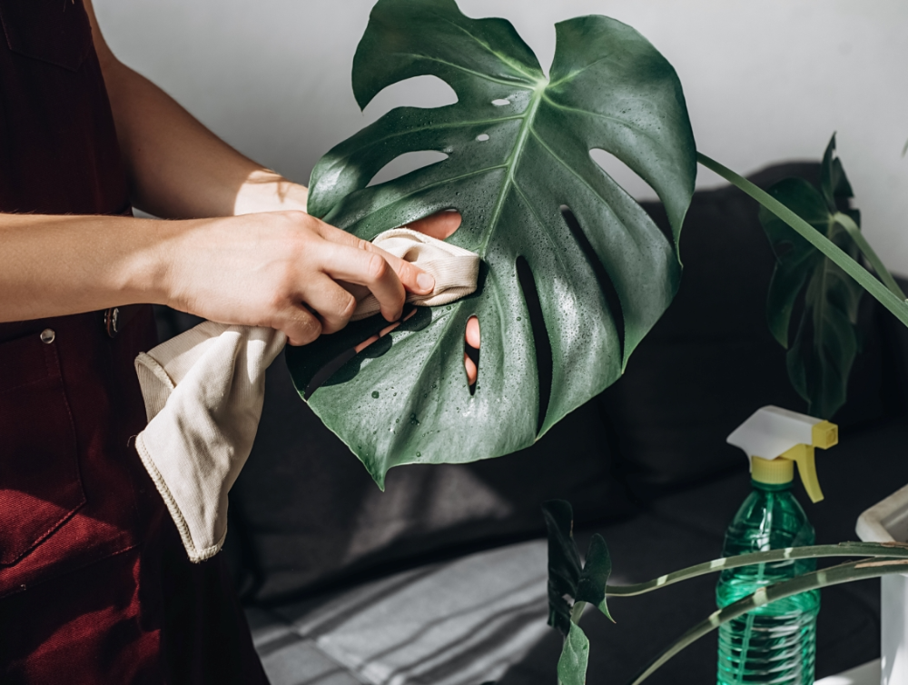 Les secrets à connaître pour prendre soin de ses plantes d’intérieur